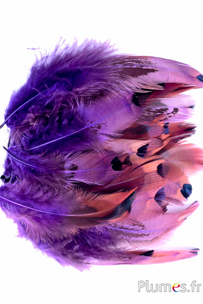 Faisan de Colchide - 6-12 cm - aubergine